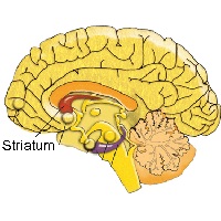 EFFETS COGNITIFS DES TRAITEMENTS DOPAMINERGIQUES dans RECHERCHE image6024