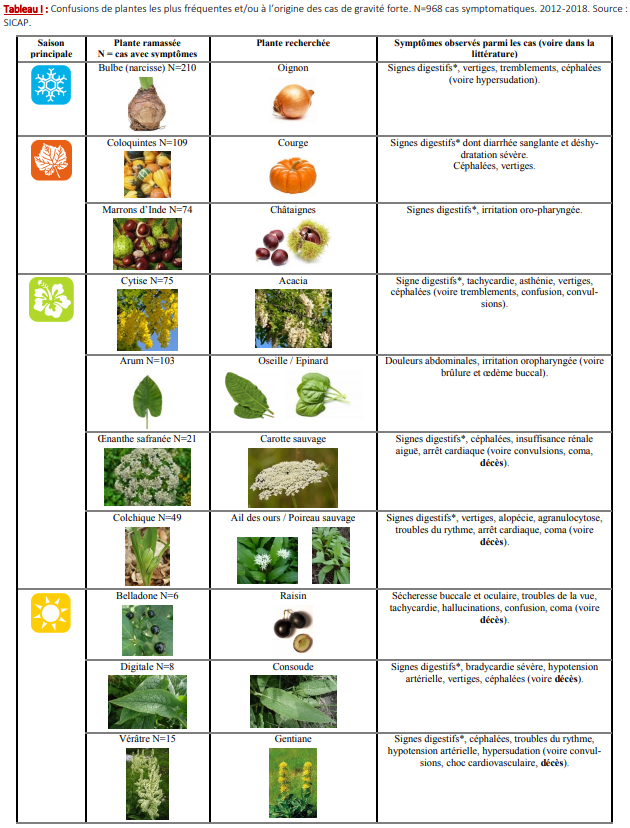 Ail des ours : attention aux confusions avec des plantes toxiques !