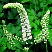 Le cohosh noir (actée à grappes noires) inefficace pour
les symptômes de ménopause