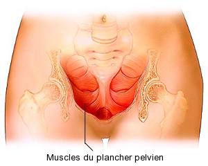 comment renforcer le muscle pubo coccygien