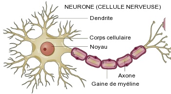 Résultat de recherche d'images pour "neurone definition"