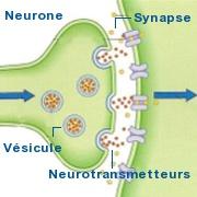 Autisme, hérédité et nouvelles mutations