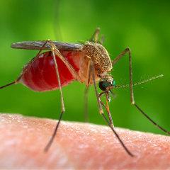 Répulsif anti moustiques