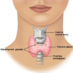 Le cancer de la thyroïde est sur-diagnostiqué et sur-traité ...