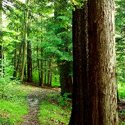 Les facteurs de l'effet anti-stress d'une marche en forêt